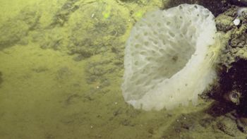 Media type: image;   Invertebrate Zoology 153111 Description: live specimen;